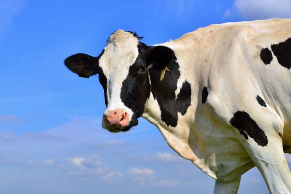 گاوهای شیری در زمین های کشاورزی