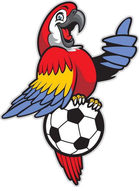 پرنده ماکائو قرمز بالای توپ فوتبال ایستاده است