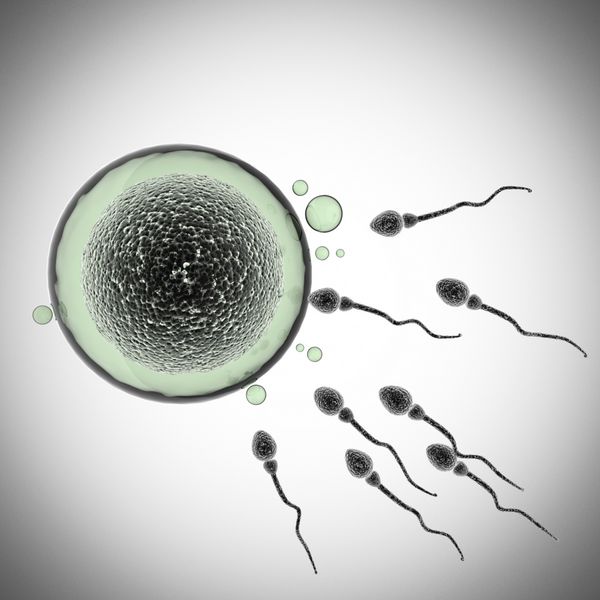 اسپرم و سلول تخمک میکروسکوپی