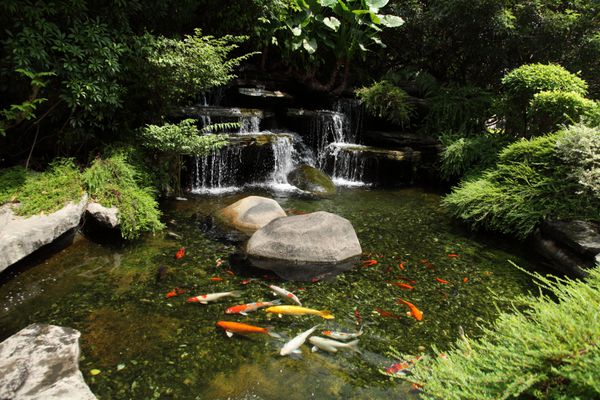 کپورهای رنگارنگ ژاپنی در حال شنا در حوضچه باغ