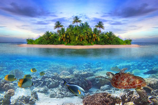 حیات دریایی در جزیره گرمسیری مالدیو