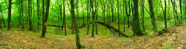 جنگل سبز تصویر پانوراما