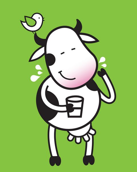 گاو خنده دار با لیوان شیر