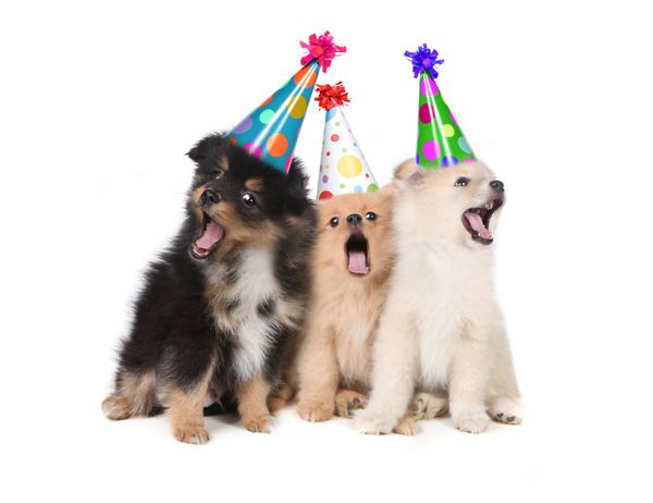 توله سگ های طنز در حال خواندن آهنگ تولدت مبارک با کلاه های احمقانه