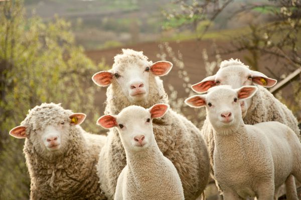 گوسفندان در میان یک اوباش به نوبه خود به دنبال عکس‌بر می‌گردند