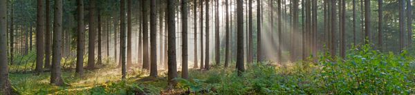 چشم انداز پانوراما از جنگل در مه با اشعه های خورشید زیبایی جادویی drentsche aa درنته هلند