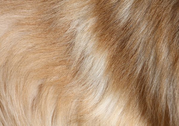 تصویر نزدیک با کیفیت بالا از موهای بافت‌دار سگ