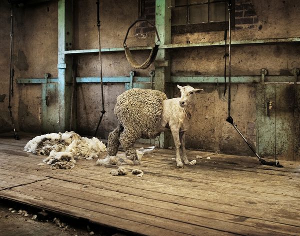 گوسفند نیمه کوتاه در یک آلونک قدیمی روستایی