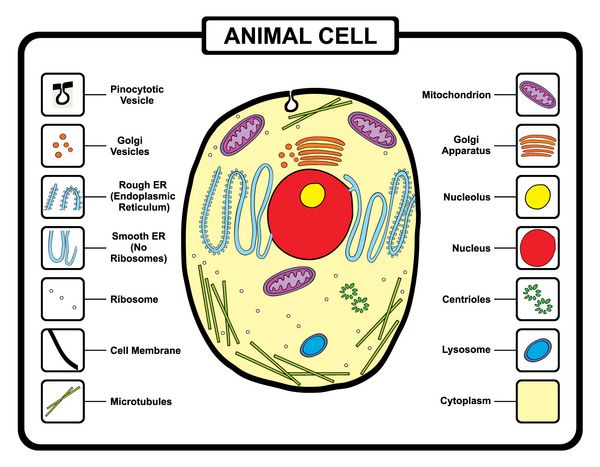 بردار - سلول حیوانی