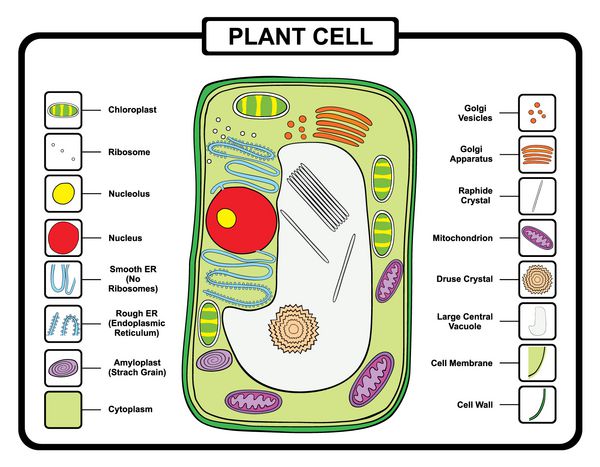 بردار - سلول گیاهی