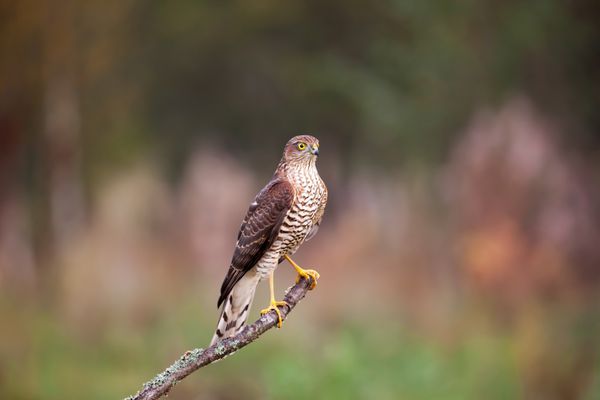 شاهین گنجشک accipiter nisus گنجشک-شاهین