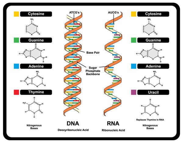 بردار - DNA و rna