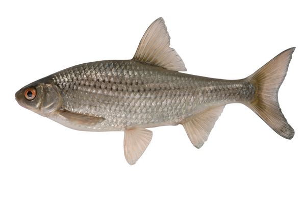 vobla گسترده ترین ماهی در قلمرو آسیا و اروپا است