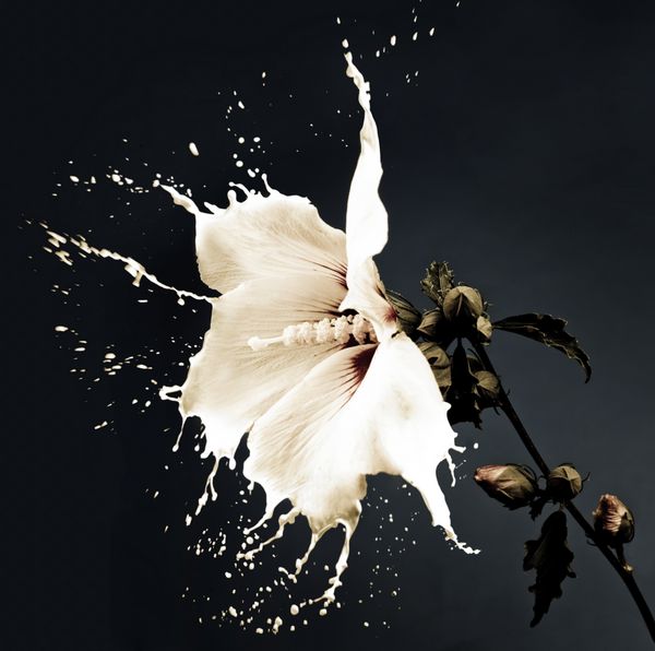 گل های سفید با پاشیدن شیر در زمینه تیره