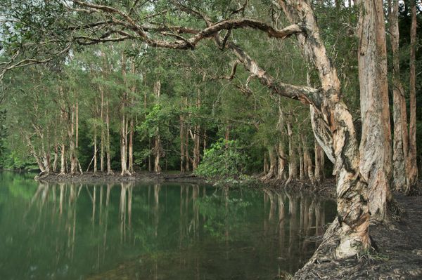 دریاچه جنگلی منعکس کننده درختان در هنگ کنگ