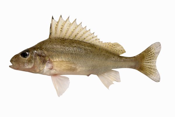 روف اوراسیا gymnocephalus cernuus یا روف ساده است - ماهی آب شیرین ایزوله شده روی پس زمینه سفید