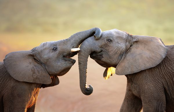فیل ها به آرامی یکدیگر را لمس می کنند سلام - پارک ملی فیل addo