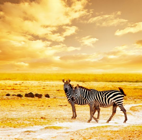 سافاری آفریقایی خانواده گورخرها و منظره پارک ملی آمبوسلی کنیا حیوانات وحشی که در چمن‌های مزرعه خشک بر فراز غروب نارنجی ماجراجویی سفر گردشگری تعطیلات و مفاهیم تعطیلات چرا می‌کنند
