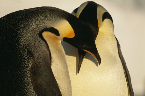 نمای نزدیک از دو پنگوئن امپراتور قطب جنوب
