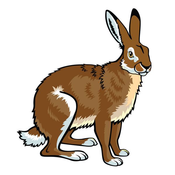 خرگوش خرگوش نشسته تصویر وکتور جدا شده در پس زمینه سفید نمای جانبی