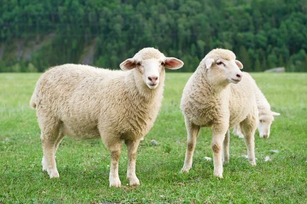 گوسفندان در چمنزاری در کوهستان