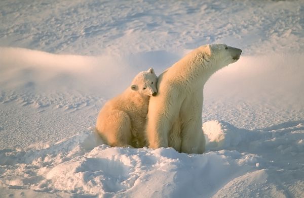 خرس قطبی با توله اش در قطب شمال کانادا