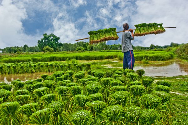 کشاورزان در فصل بارندگی برنج می کارند آنها را با آب و گل خیس کردند تا برای کاشت آماده شوند برای برداشت محصول سه ماه صبر کنید