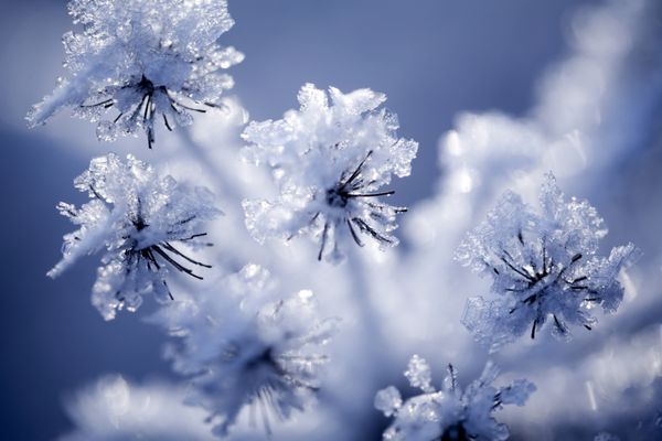 نمای نزدیک از گل پوشیده از یخ و برف