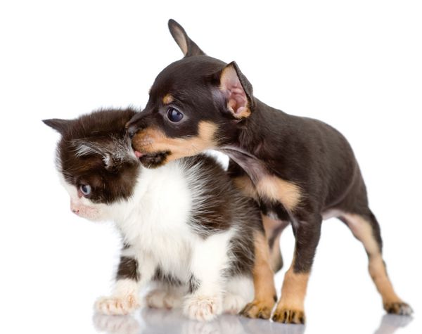 سگ یک بچه گربه را می بوسد جدا شده بر روی پس زمینه سفید