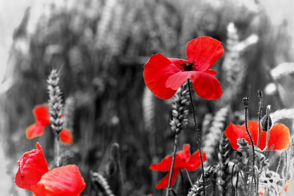 خشخاش - گل خشخاش قرمز - نماد جنگ - برای روز یادبود یکشنبه