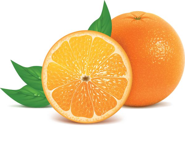وکتور از پرتقال تازه