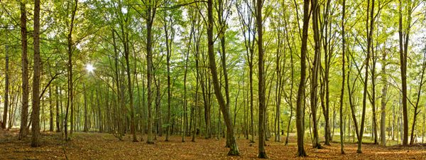 تصویر پانوراما از یک جنگل