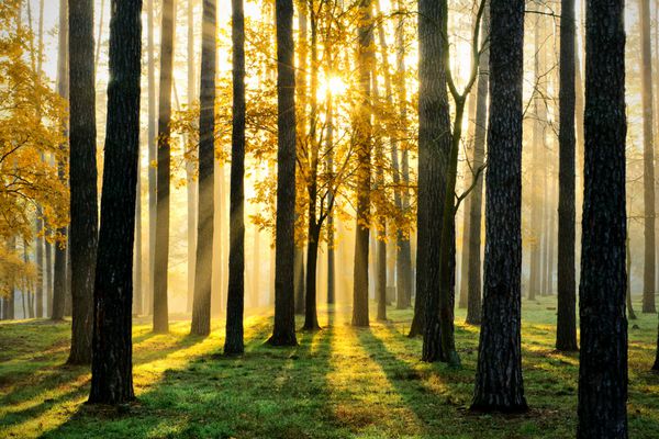 صحنه زیبای صبحگاهی در جنگل با پرتوهای خورشید و سایه های بلند