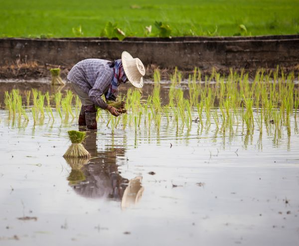 کشاورزان در حال کاشت برنج در مزرعه هستند