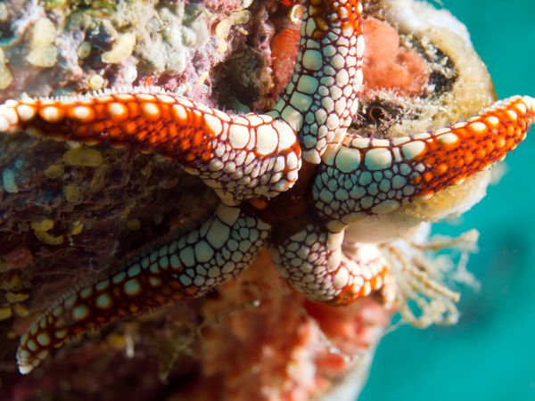 ستاره دریایی سفید و قرمز روی صخره های مرجانی زیر آب