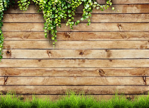 چمن سبز و گیاه برگ تازه بهار بر روی پس زمینه حصار چوبی