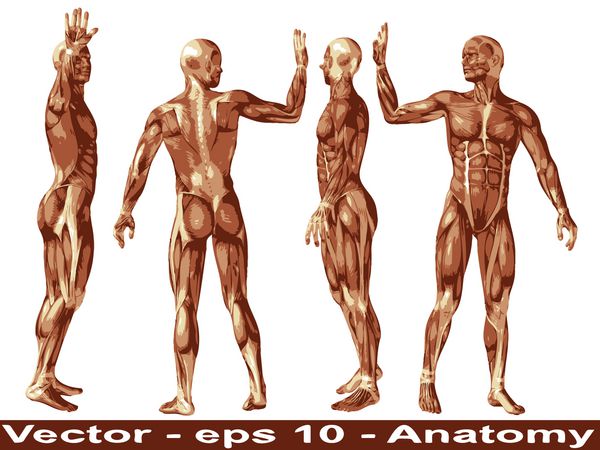 مفهوم یا مفهوم وکتور بدن آناتومی سه بعدی انسان یا مرد با عضله جدا شده در پس زمینه سفید استعاره ای از پزشکی ورزش مرد عضلانی پزشکی سلامت گروه زیست شناسی یا تناسب اندام مجموعه یا مجموعه