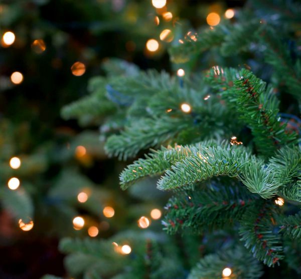 چراغ های کریسمس آویزان در درخت
