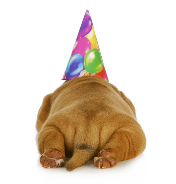 سگ تولد - توله سگ دوگ د بوردو با کلاه تولد از نمای عقب عکس گرفته شده است