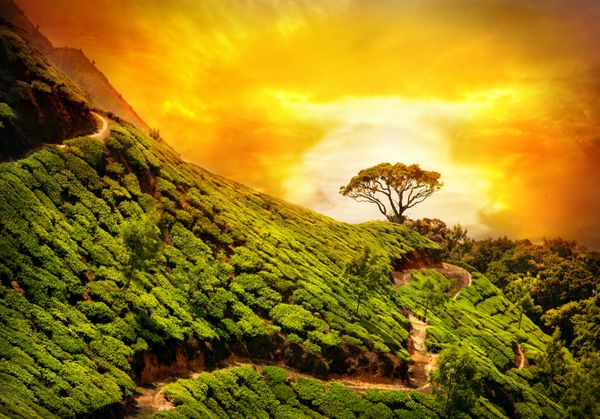دره مزرعه چای در آسمان غروب نارنجی دراماتیک در مونار کرالا هند