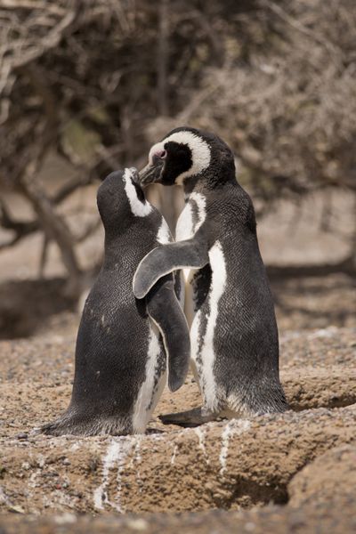 دو پنگوئن ماژلانی در pinguinera در پونتا تومبو پاتاگونیا آرژانتین در مقابل لانه خود ایستاده اند