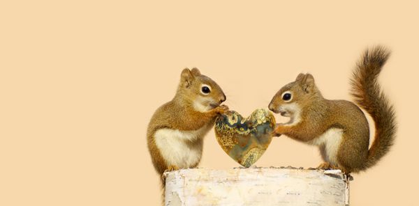 یک جفت سنجاب با سنجاب نر به ماده یک سنگ قلبی شکل مخصوص برای روز می دهد