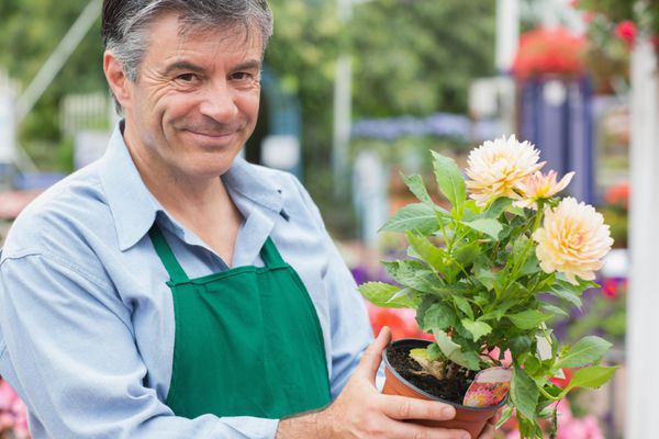 گلفروش مرد در حالی که لبخند می زند گلی را در دست گرفته است