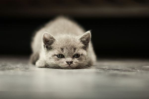 بچه گربه انگلیسی خواب آلود روی پس زمینه سیاه