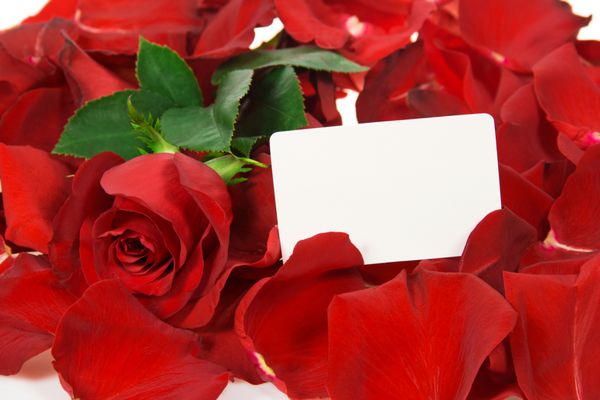 گل رز قرمز در گلبرگ و کارت برای روز جدا شده روی سفید