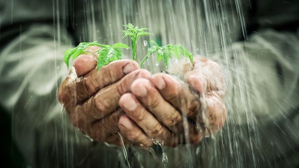 دستان پیرمردی که گیاه جوان را زیر باران گرفته است مفهوم اکولوژی
