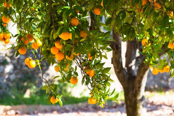 درخت پرتقال با میوه های رسیده زیر نور خورشید افقی s