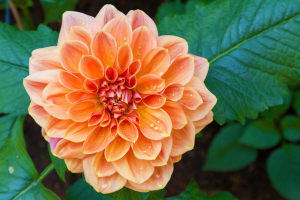 گل کوکب زیبا و قطره آب در باغ