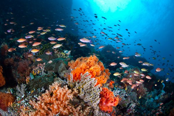 در سولاوسی شمالی اندونزی انبوهی از ماهی‌های کوچک و رنگارنگ pseudanthias sp در جریان عبوری از صخره‌های مرجانی شنا می‌کنند ماهی ها در حال صید زئوپلانکتون های کوچکی هستند که بر جریان اقیانوس سوار می شوند
