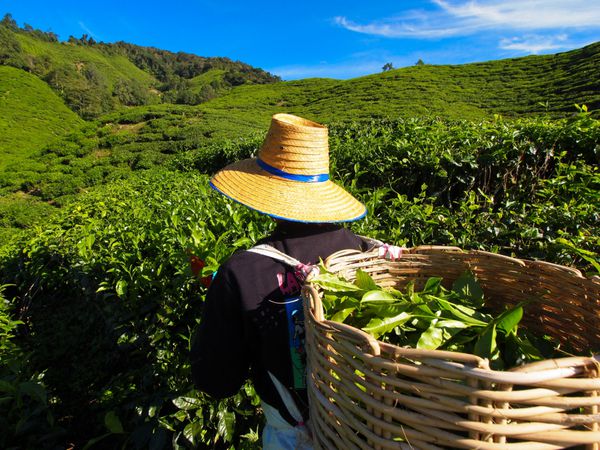 کارگر چای در حال چیدن برگ های چای در مزرعه چای کامرون در ارتفاعات مالزی